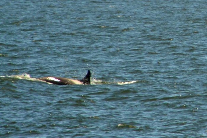 orcas uruguay